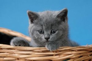 英国短毛猫吃什么东西